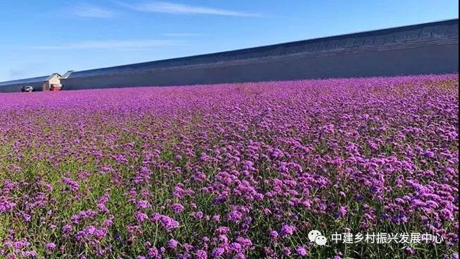 1579225111584543.jpg 5.jpg