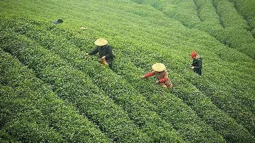 1673965869685146.jpg 五彩湘茶4.webp.jpg